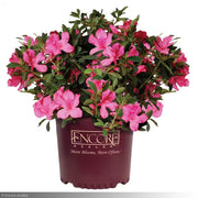 Azalea, Encore Autumn Sangria #3